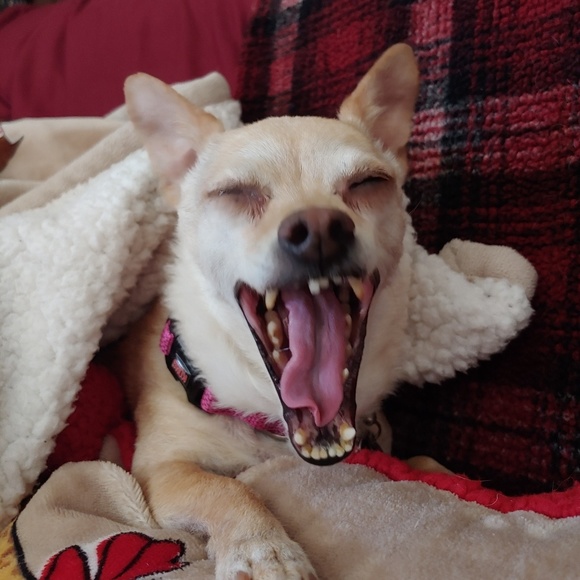 chihuahuamaam